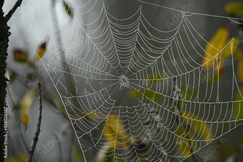 Spider Web covered in morning dew