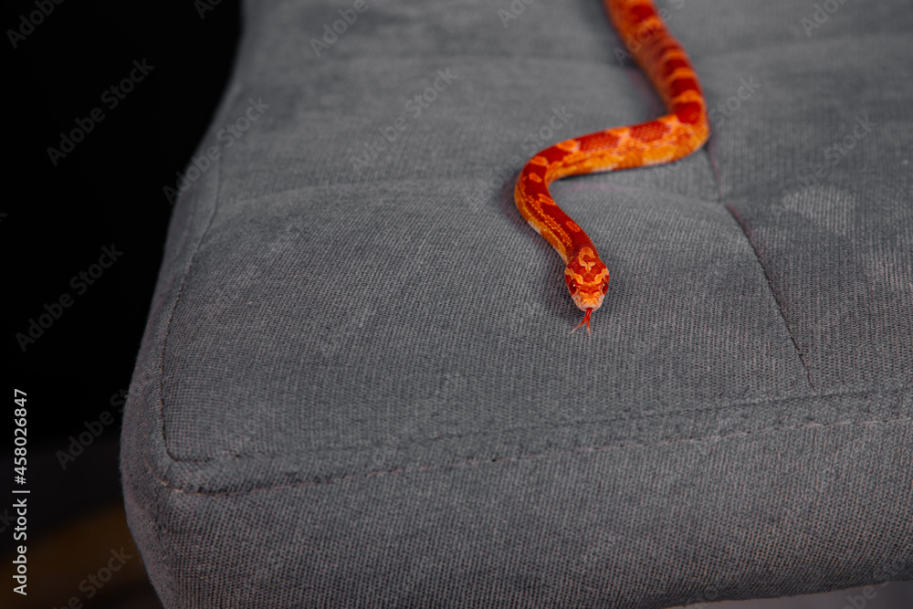 Fototapeta premium Exotic reptiles on a black background. Crawling snake. 
