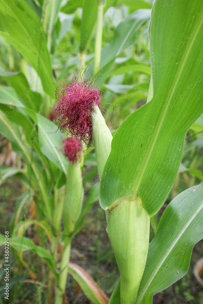 Obraz premium Maiskolben