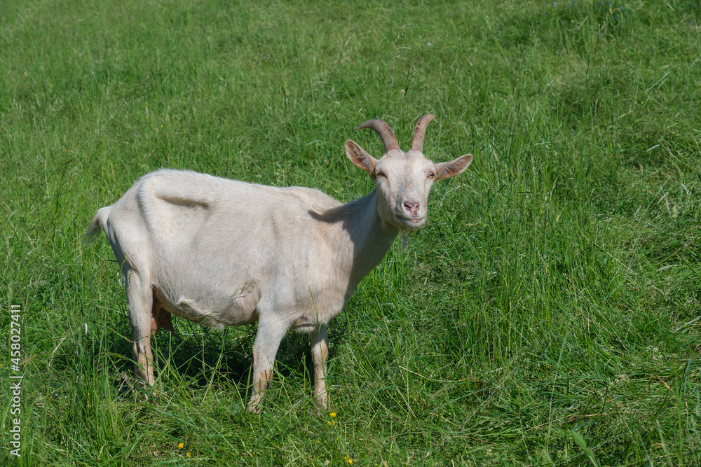 Weiße Ziege steht grasend auf einer grünen Weide im Gras und blickt neugierig direkt in die Kamera Weiße Ziege steht grasend auf einer grünen Weide im Gras und blickt neugierig direkt in die Kamera