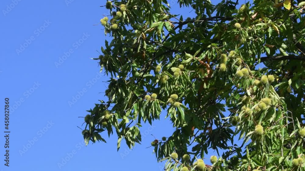 Hedgehogs hanging from chestnut branches blown by the wind against blue sky. autumn season before harvest Hedgehogs hanging from chestnut branches blown by the wind against blue sky. autumn season before harvest