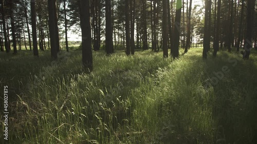 A green meadow in a pine tree forest with golden evening sun in the background