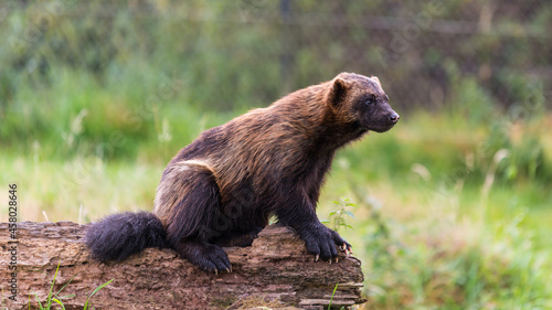 Wolverine sitting on log