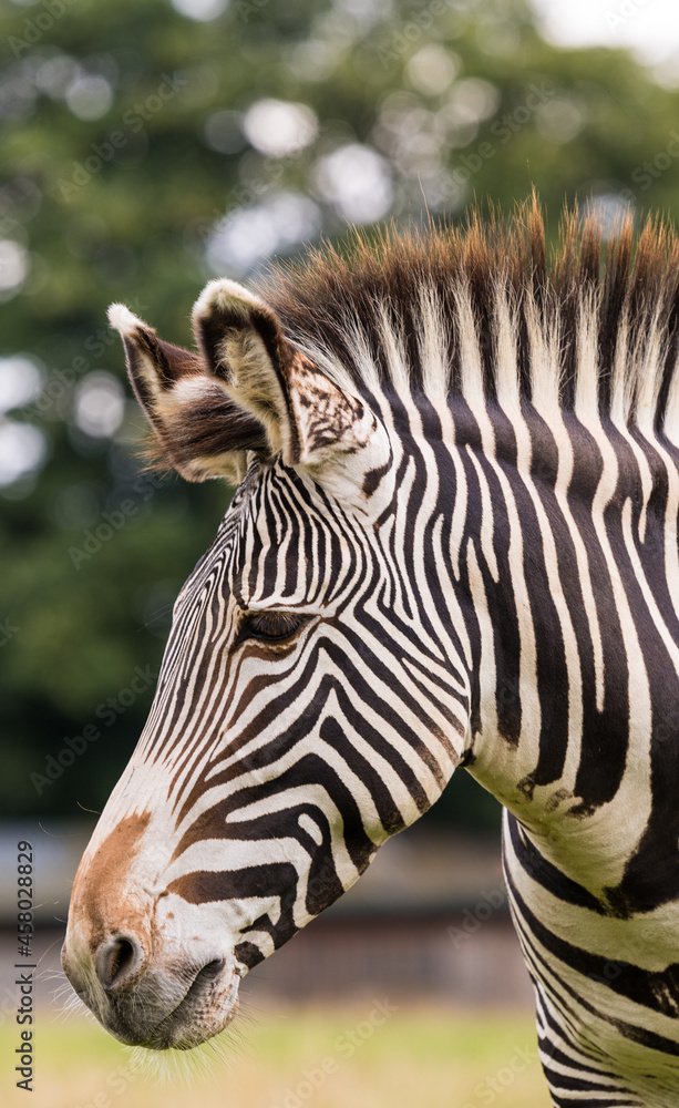 Fototapeta premium zebra close up