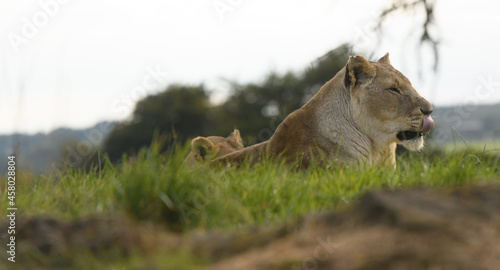 lion in the grass