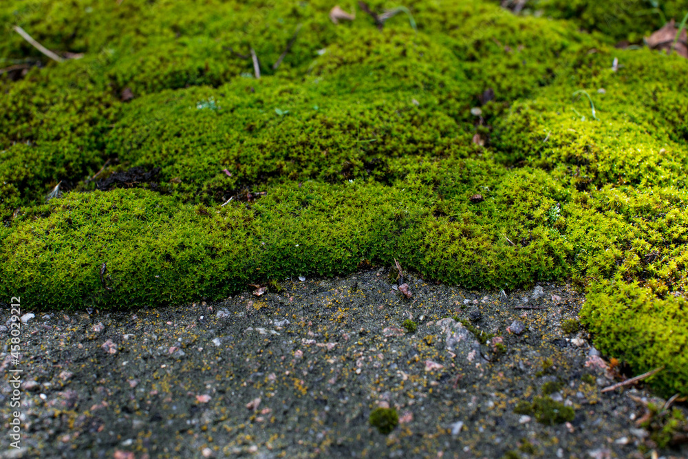 old cracked and weathered broken floor of cement and stone, with grass and moss growing. old cracked and weathered broken floor of cement and stone, with grass and moss growing.