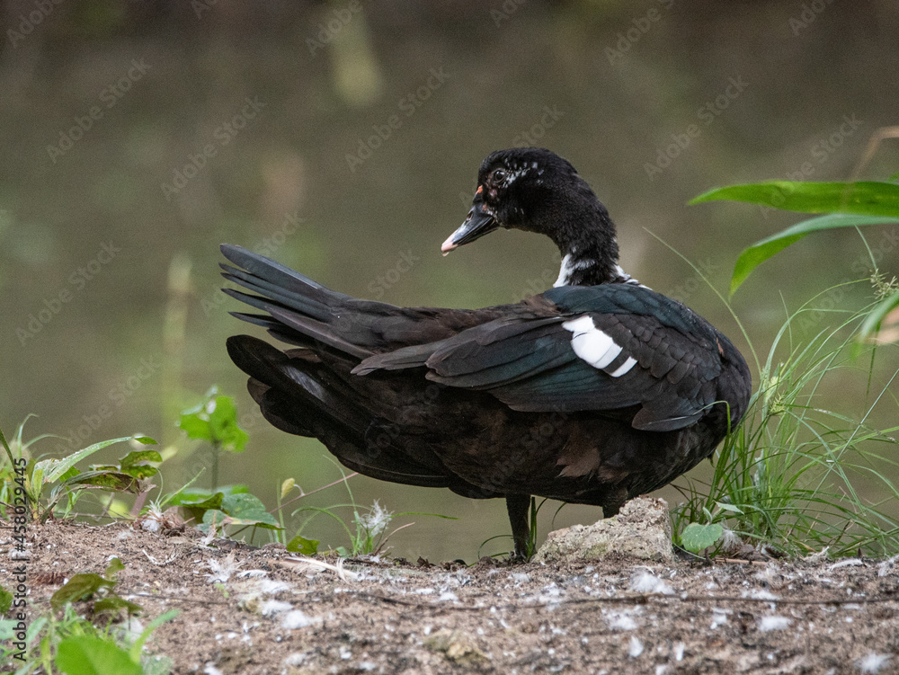 Obraz premium A duck looking for food close to a pond