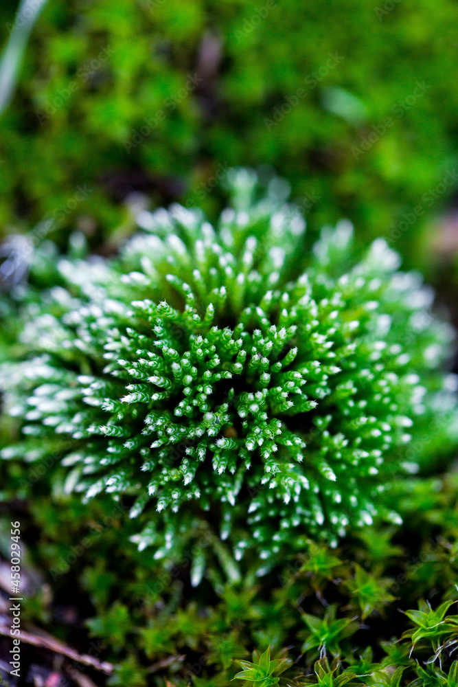Close-up of freshness green moss growing covered on stone floor with water drops in the sunlight, selective focus Close-up of freshness green moss growing covered on stone floor with water drops in the sunlight, selective focus