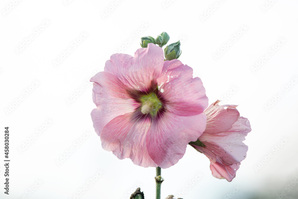 Pink hollyhock flower with a white background Pink hollyhock flower with a white background