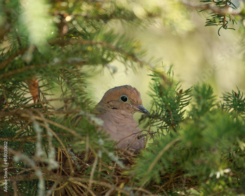 mourning dove nesting in a pine tree
