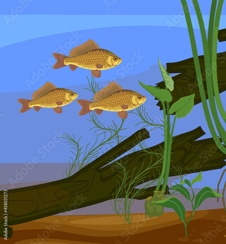 Underwater pond landscape with Crucian carp (Carassius) freshwater fishes