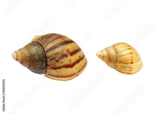 Two shells isolated on white background 