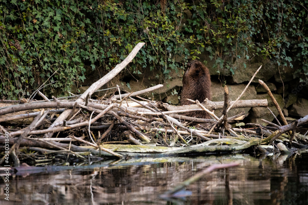 24.04.2021, GER, Bayern, Passau: Biber (Castor fiber) sucht am Ufer des Flusses Ilz nach Nahrung. 24.04.2021, GER, Bayern, Passau: Biber (Castor fiber) sucht am Ufer des Flusses Ilz nach Nahrung.