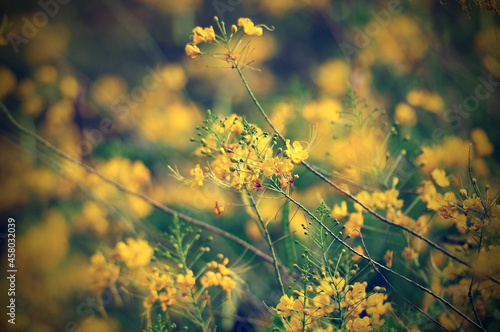 Soft-focus Beautiful Yellow flowers vintage style