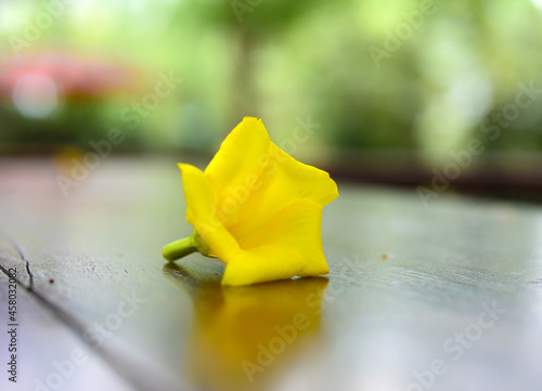 Beautiful Thevetia peruviana or yellow oleander, On wooden table Bokeh background photo