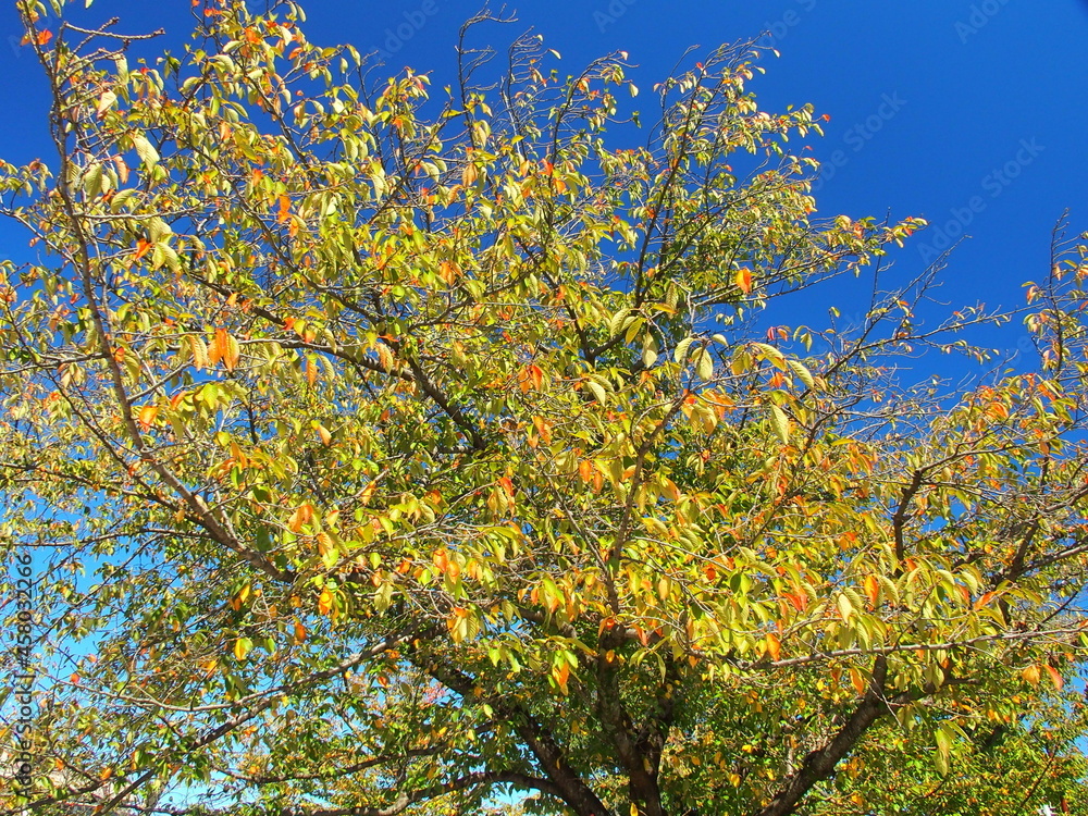 Fototapeta premium 黄葉の桜の木と青空