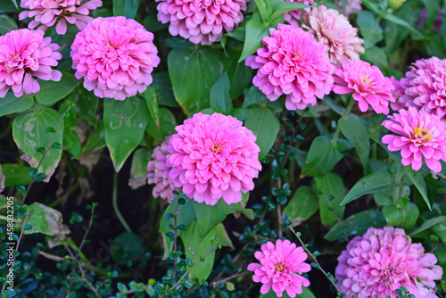 Beautiful pink zinnia flowers to create a beautiful and naturalp, in the garden