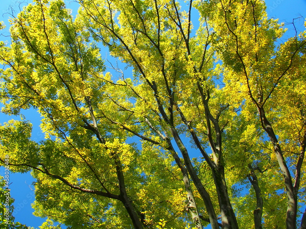 秋の公園の欅と青空