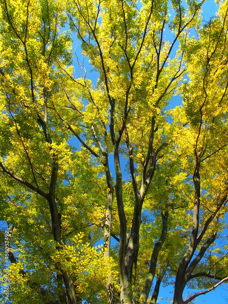 秋の公園の欅と青空
