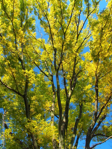 秋の公園の欅と青空