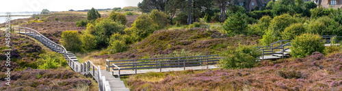 Wooden pathway through a heather landscape near Braderup on the island Sylt.