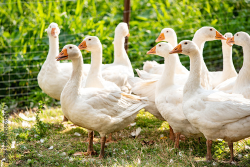 A flock of geese on a paddock in the grass outside 