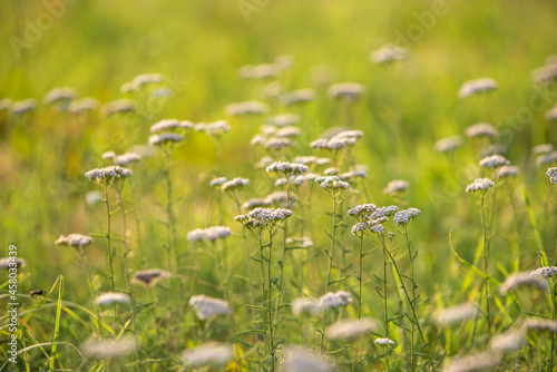 Wildflowers in a field meadow on a sunny day in Poland