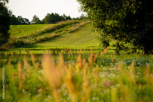 Wildflowers in a field meadow on a sunny day in Poland