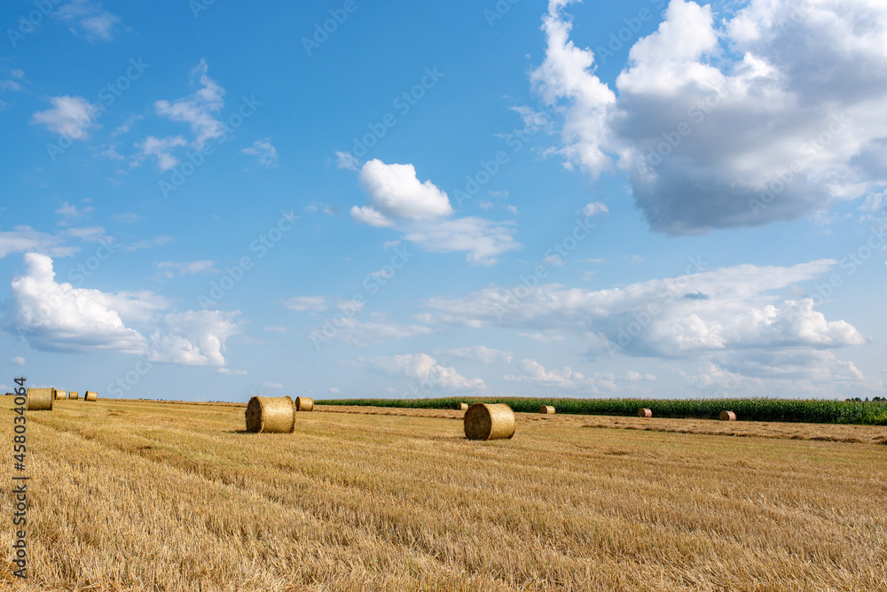 Fototapeta premium Field with hay bales on a beautiful day against the sky and corn fields 