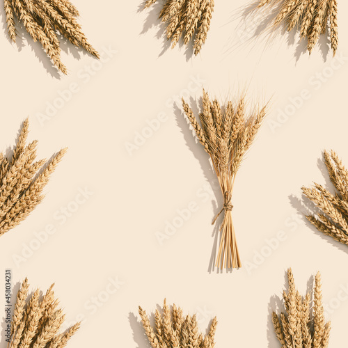 Sheaf of wheat ears close up on set sail champagne color background. Natural cereal plant, harvest time concept photo