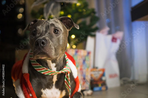 Pit bull dog in front of the Christmas tree, with the balls and lights on and some gifts. Waiting for Santa Claus to arrive.