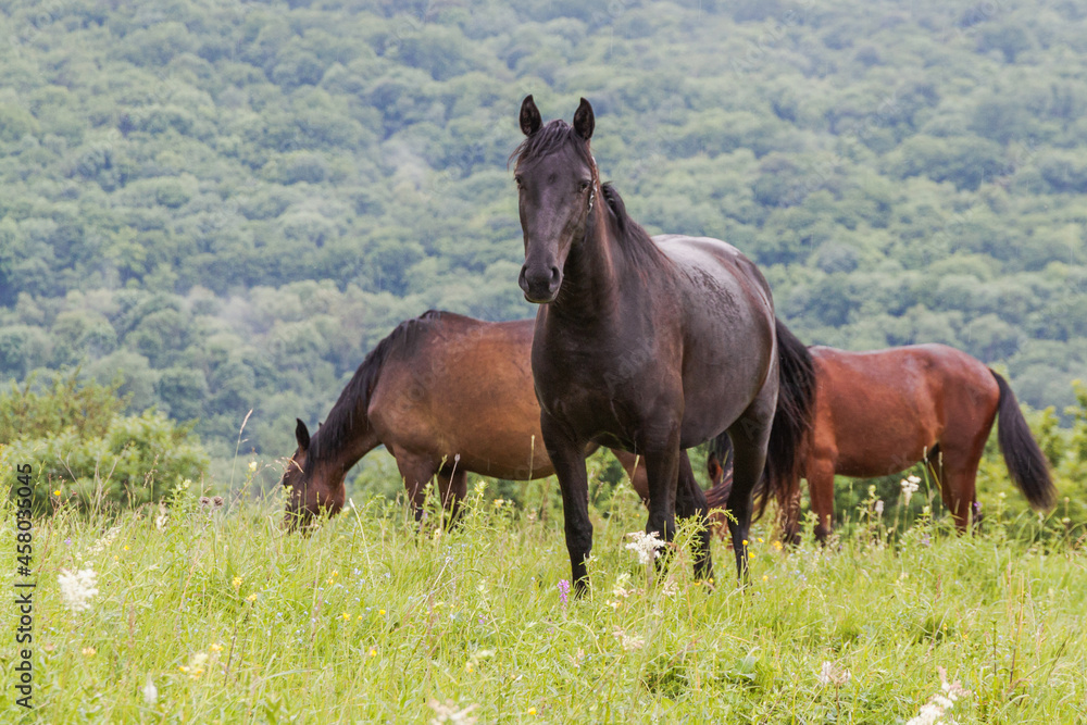 A horse looks into the frame with two more horses in the background. A pasture in the mountains among green grass. The concept of cattle breeding. A horse looks into the frame with two more horses in the background. A pasture in the mountains among green grass. The concept of cattle breeding.