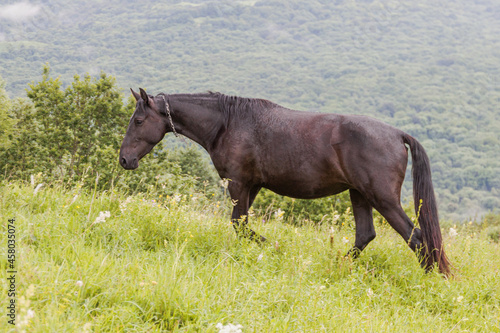 Dark brown horse with a chain around his neck against a background of forest and green grass. The concept of livestock breeding.