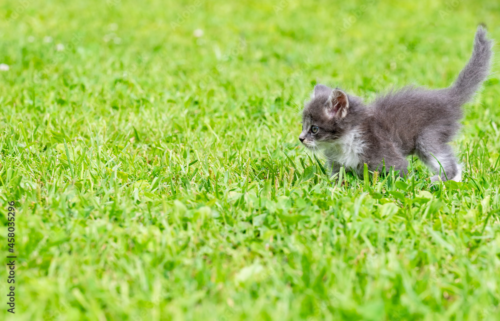 little kittens little kittens