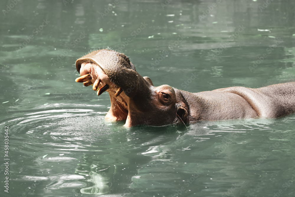 Fototapeta premium Big hippopotamus swimming in pond at zoo