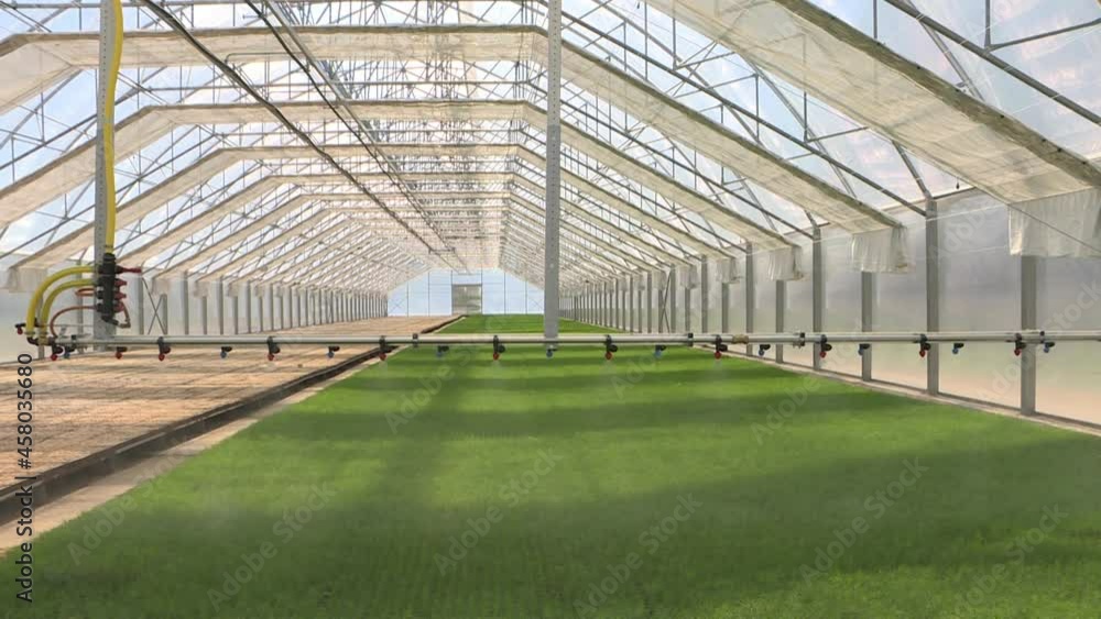 A greenhouse for growing plants and trees. Irrigation technology in the greenhouse. A modern large greenhouse with spruce and pine seedlings. Young plants for forest restoration. A greenhouse for growing plants and trees. Irrigation technology in the greenhouse. A modern large greenhouse with spruce and pine seedlings. Young plants for forest restoration.