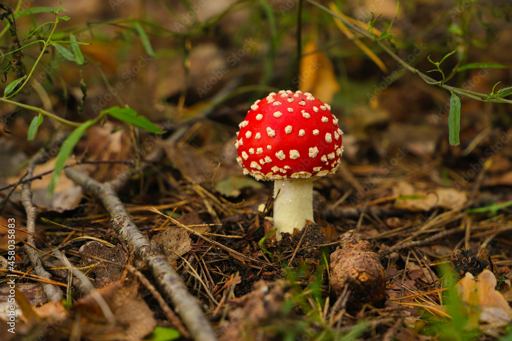 Toadstool (disambiguation) in a german forest Toadstool (disambiguation) in a german forest