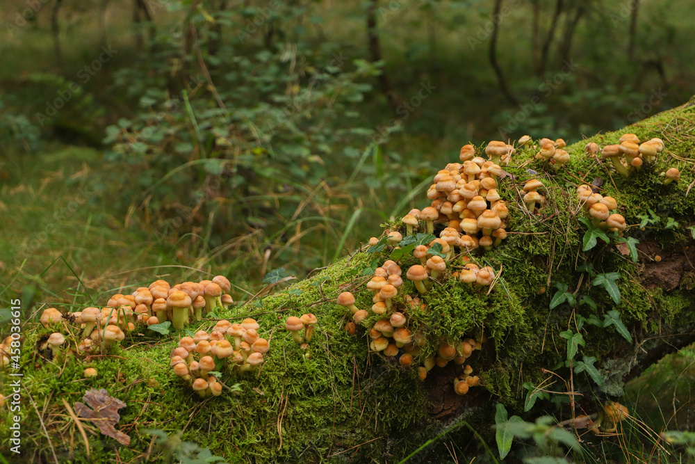 Yellow mushrooms on a dead tree in a german forest Yellow mushrooms on a dead tree in a german forest
