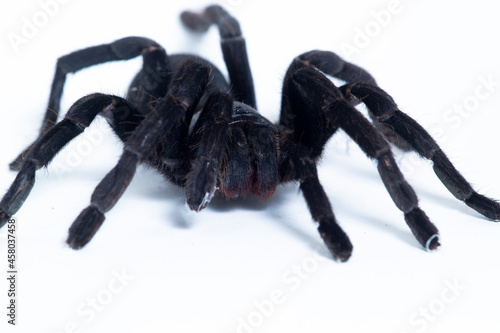 black talantula spider in thailand on white background