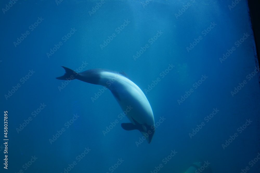 Obraz premium 水族館で泳ぐ魚