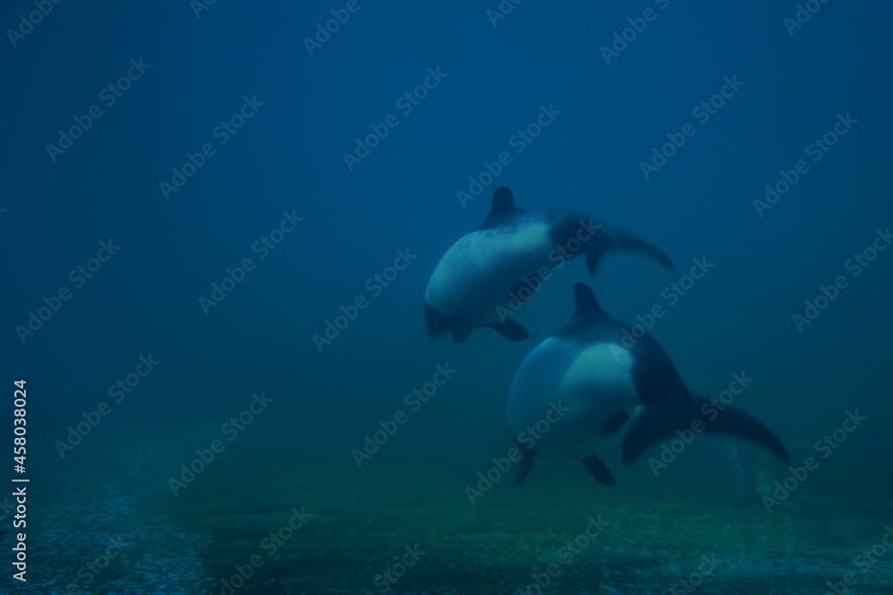 Fototapeta premium 水族館で泳ぐ魚