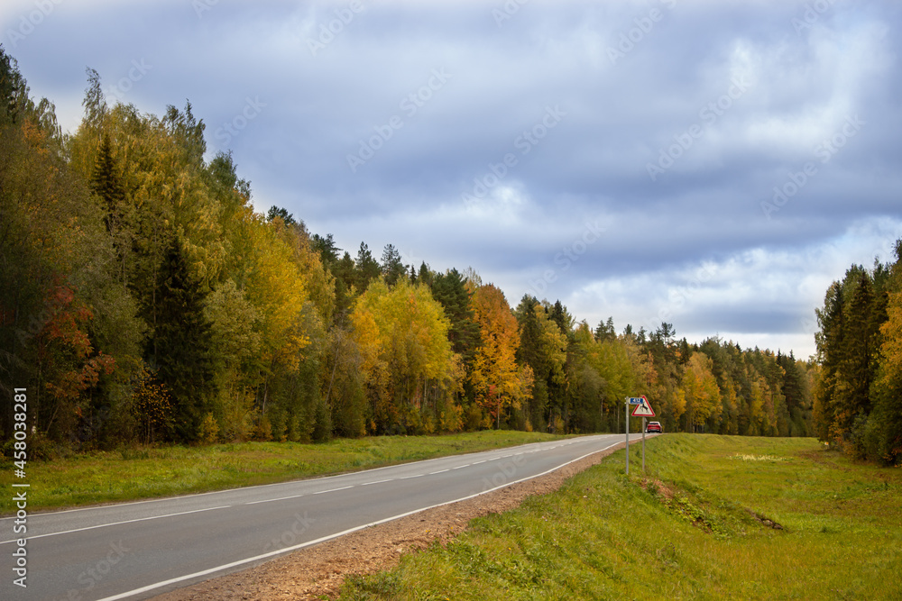 Fototapeta premium road in autumn forest