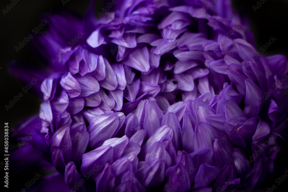 purple flower on black background purple flower on black background