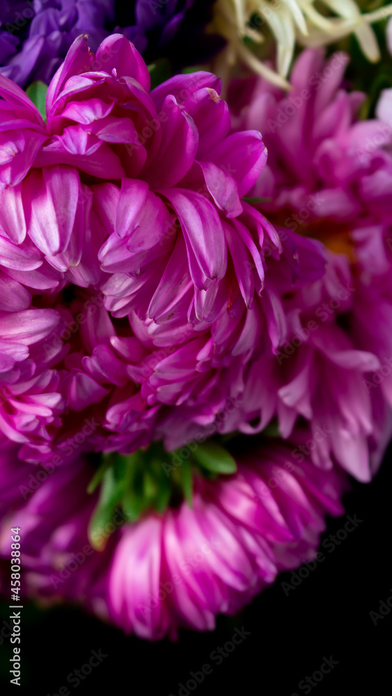 pink dahlia flower