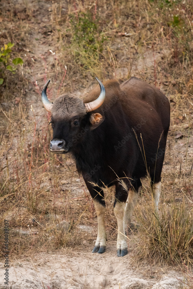 Gaur or Indian Bison or bos gaurus head on portrait at forest of india Gaur or Indian Bison or bos gaurus head on portrait at forest of india