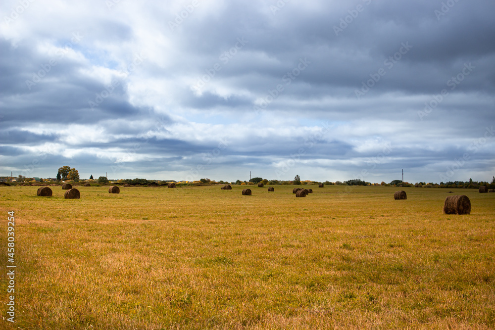 cows on a field