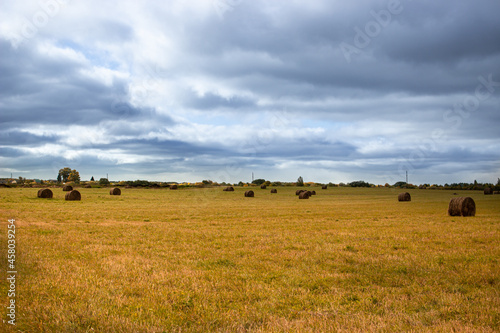 cows on a field