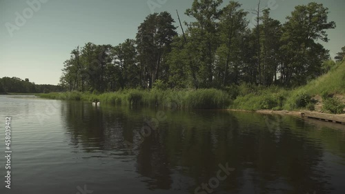 A swan family swimming in a water canal with trees in background