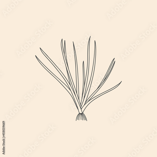 Vector linear botanical icon and symbol - vetiver.