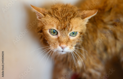 Old ginger cat is washed after taking a bath. © Vladimir Arndt